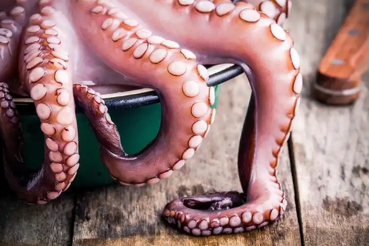 肥嫩的章鱼触角768x1280分辨率查看