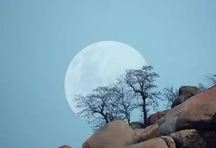 月亮和树图片