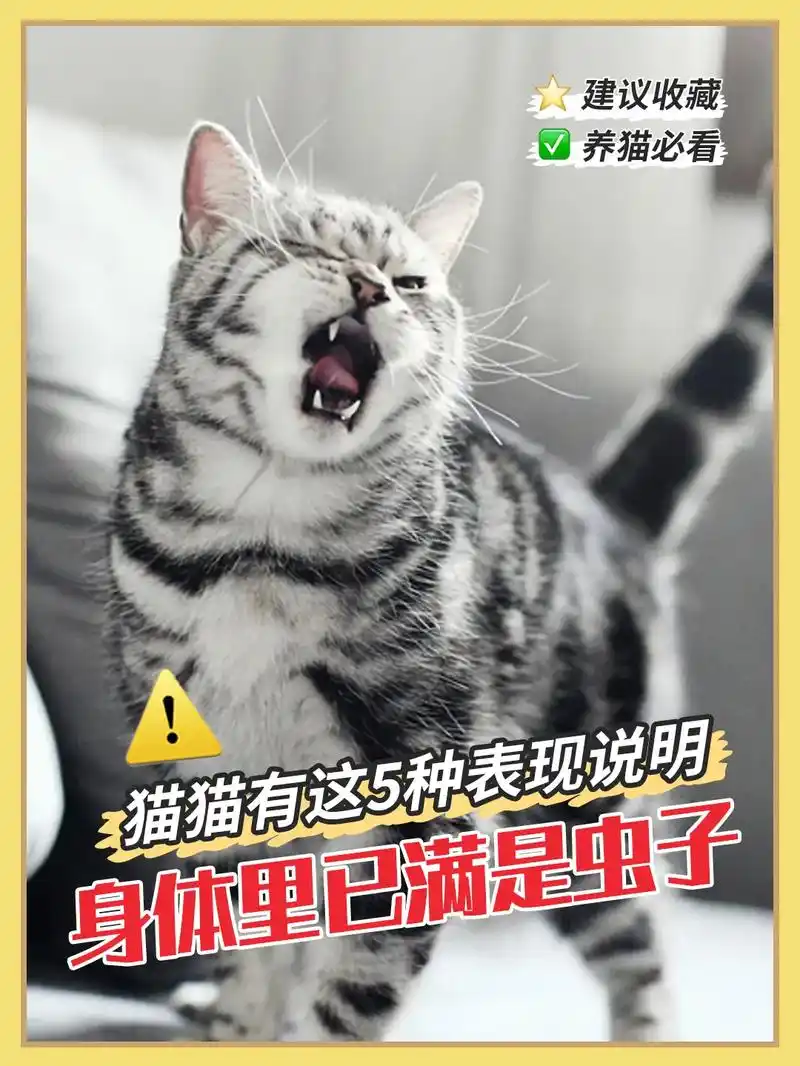 猫猫有这5种表现说明身体里已满是虫子.#新手养猫 #养猫日常 - 抖音