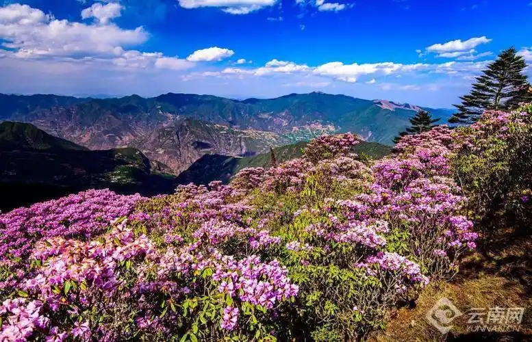 【高清组图】大姚小百草岭:杜鹃花开映山红