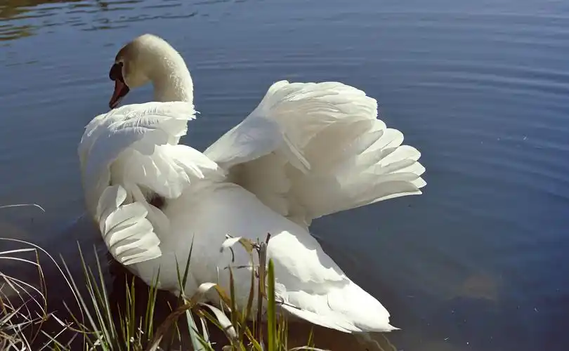 在湖面休憩的大白鹅2560x1600分辨率下载,在湖面休憩