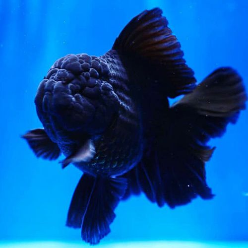 黑泰狮金鱼精品百褶泰狮f1巨人泰狮精品进口原泰鱼苗好养活鱼 2-4cm黑