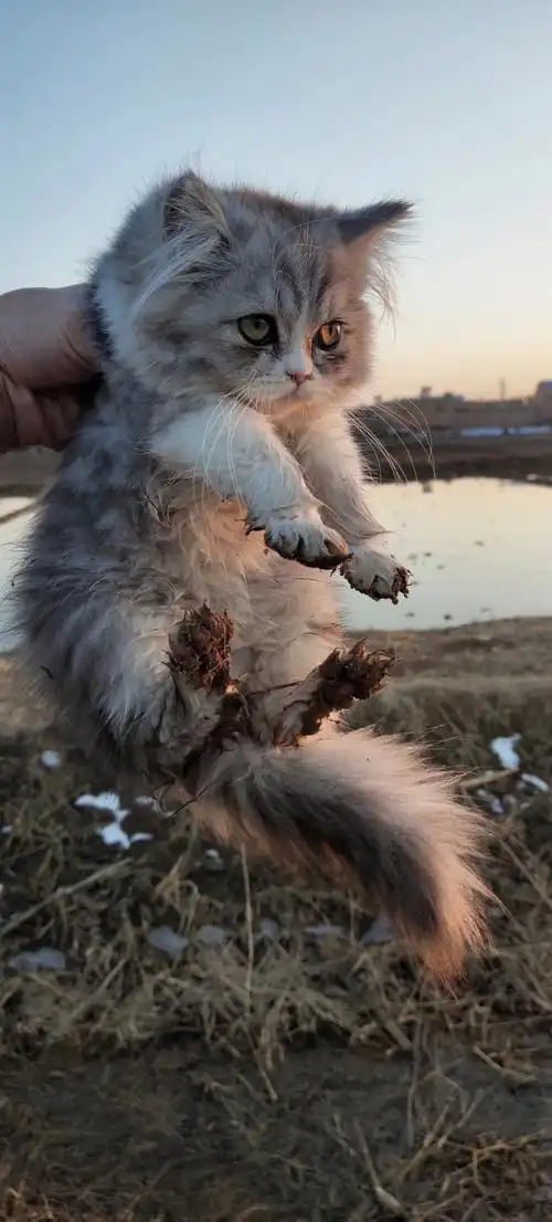 高地长毛起司猫