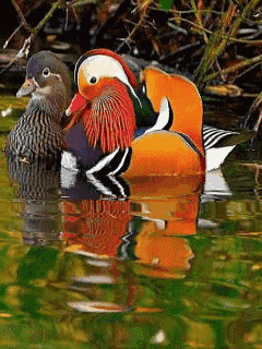 240_320竖版 竖屏gif 动态图 动图