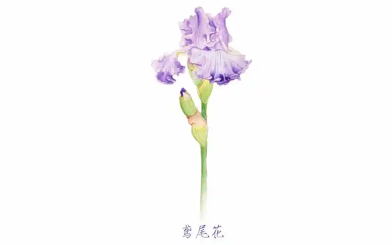 水彩手绘—鸢尾花 超详细视频教程,零基础小白也能学得会