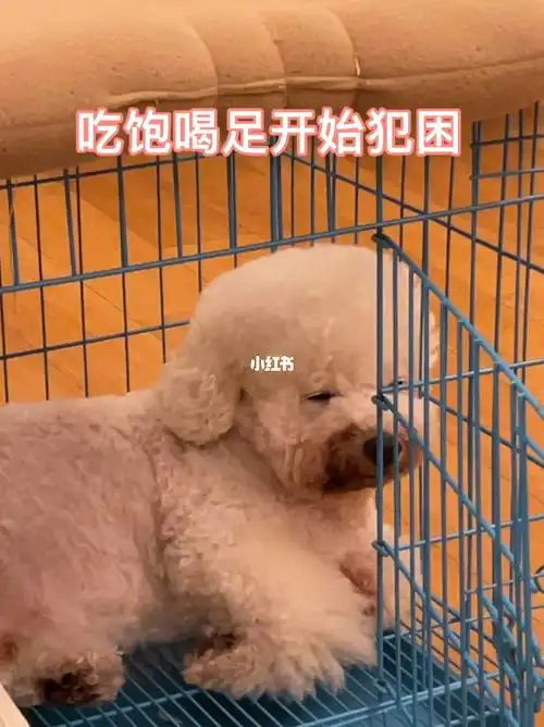 比熊一家奥利奥吃饱喝足开始犯困