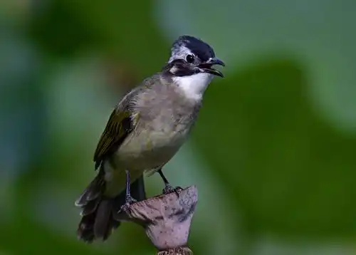 杭州西湖和西溪湿地国家公园的小鸟:北红尾鸲,山雀,椋鸟,伯劳,白头翁