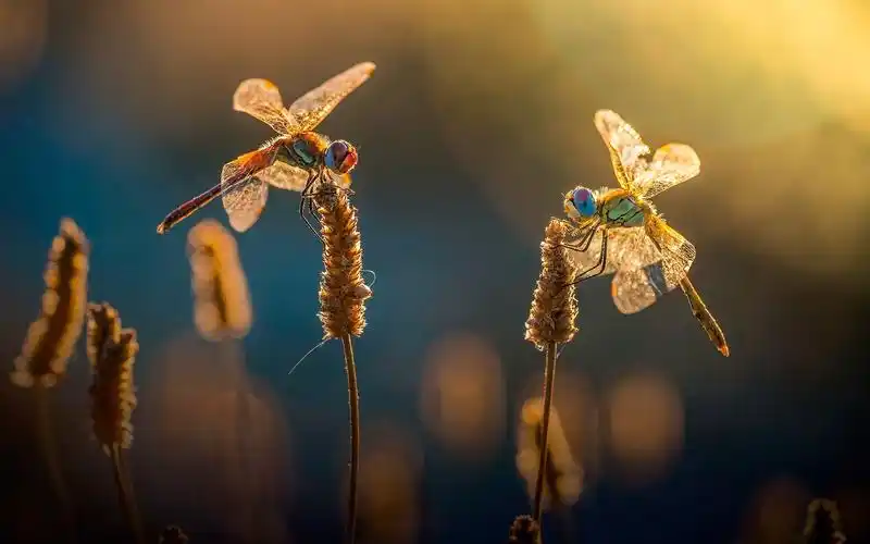 壁纸 两只蜻蜓,草,夏天 1920x1200 hd 高清壁纸, 图片, 照片