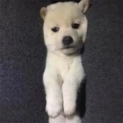 2023年最火qq宠物头像 可爱 呆萌_动物头像_头像屋