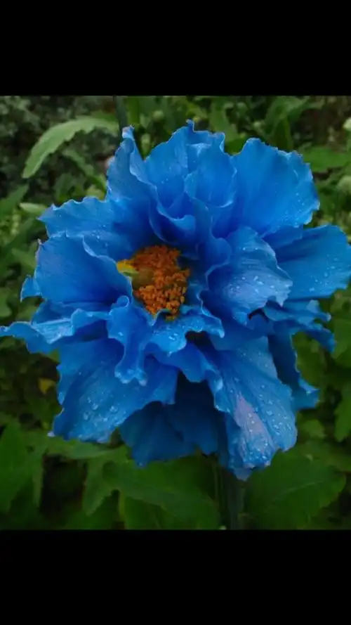 蓝牡丹花语:优美,浪漫,清新,高雅…… 以上八种颜色牡丹花各自代表的