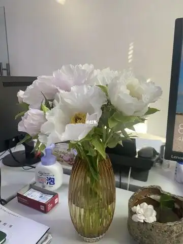 办公室的花们