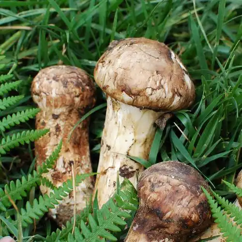 【出口级】云南香格里拉新鲜松茸7-9cm未开伞1000g 顺丰空运包邮 新鲜