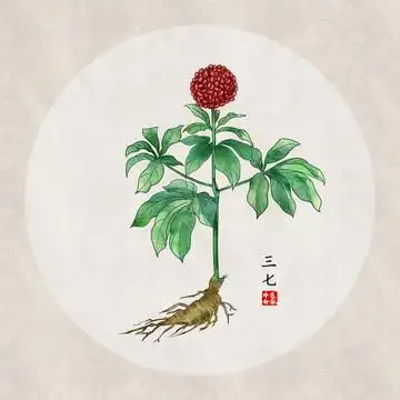 三七图片