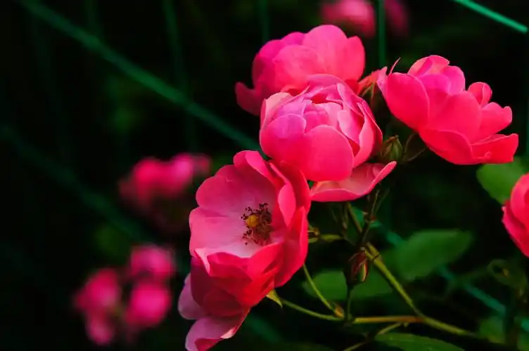 蔷薇花自然写真图片