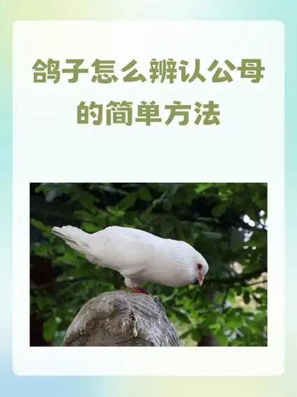 鸽子怎么辨认公母的简单方法