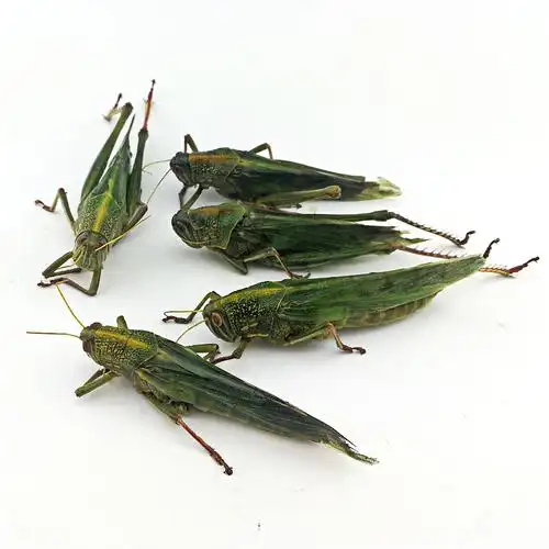 博多客登倒山蚂蚱棉蝗kc蝗虫