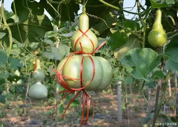 葫芦的多样性与魅力:探寻不同品种的葫芦