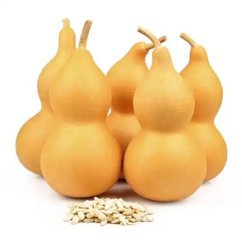 葫芦种子