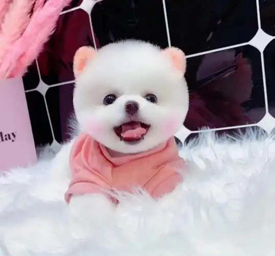 纯种茶杯犬活物博美活幼体茶杯狗长不大小体型比熊犬泰迪宠物小狗