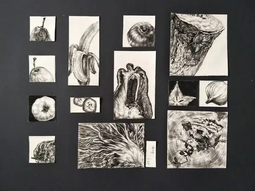 阶段作业造型基础自然形态解析