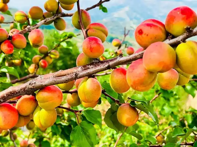 回到家乡王坪和美乡村被这丰硕的果实包围着,心情大美,祝朋友们端午