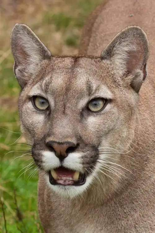 壁纸 美洲狮,脸,牙齿,野生动物 3840x2160 uhd 4k 高清壁纸, 图片, 照