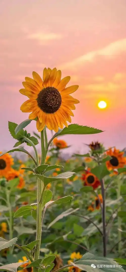 美爆了临夏市向日葵花海本周迎来盛花期快带上好心情一起去拍照
