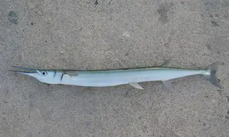 下图为    澳洲圆颌针鱼   tylosurus gavialoides