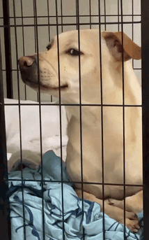 狗gif到了饭点没开饭狗子疯狂用眼神示意