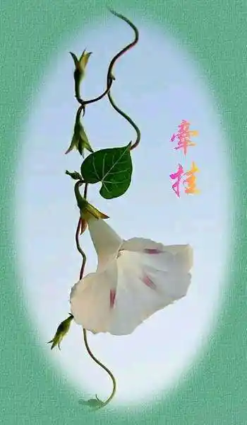 很多的时候不是喜欢,是借一种方式去思念一个人,寄托牵挂!