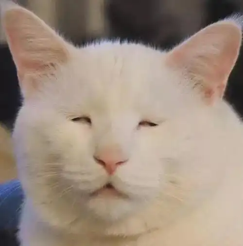 盘点娱乐圈小眼睛明星 最后这位眼睛还没别人双眼皮宽,竟撞脸网红猫