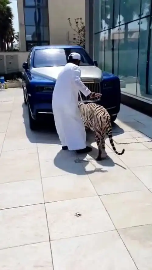 迪拜土豪饲养宠物,这体型,感觉比波斯猫还要大!