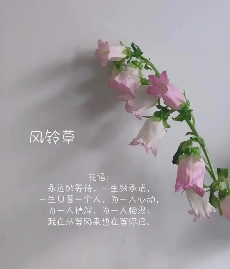 风铃90草花语 一生只爱人90 从前车马很慢,一 - 抖音