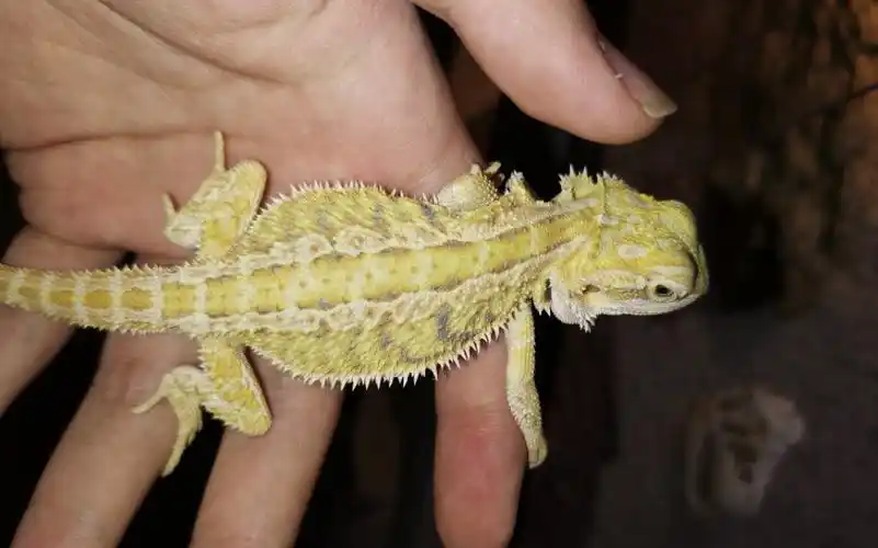 鬃狮蜥 柑橘 大苗喂食 爬宠