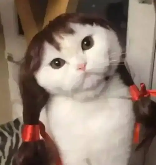 喵主人给猫咪扎了个小辫后画风诡异,网友:萌出新高度,土气萌_辫子