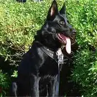 大狼狗头像霸气高清图片大全【点击鼠标右键下载】