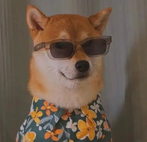 萌宠狗狗头像无水印好可爱呀微笑柴犬搞怪头像#狗狗头像#头像超话79