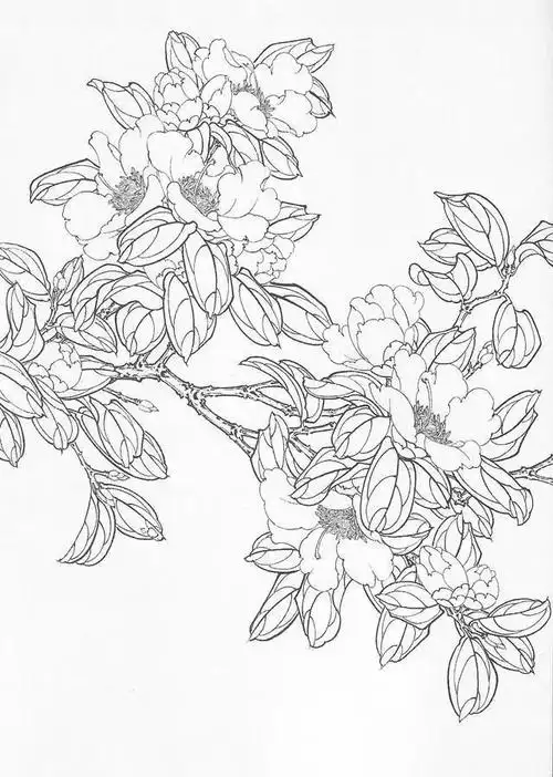 书画鉴赏丨工笔画茶花画法及茶花白描画谱