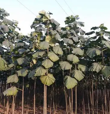 泡桐树苗26公分绿桐树苗泡桐小苗新品种泡桐全国发货