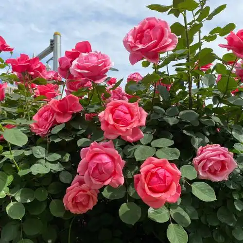 什么品种的月季