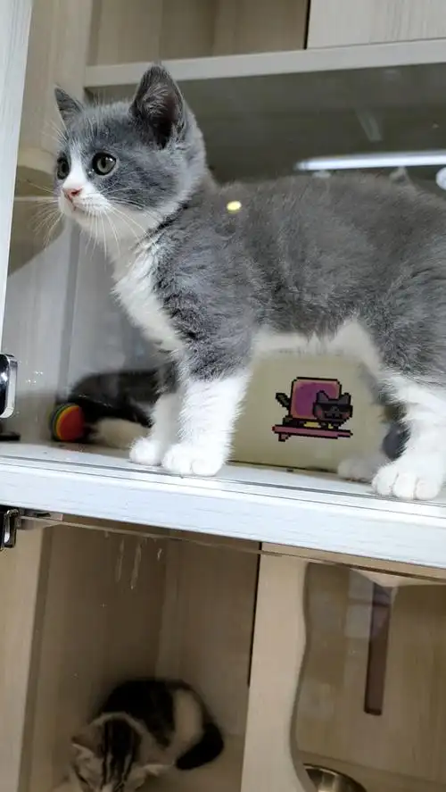 宠物店拍的小猫咪