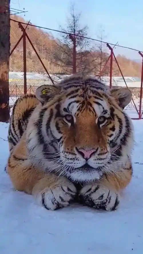 这么呆萌的老虎 估计你也是第一次见