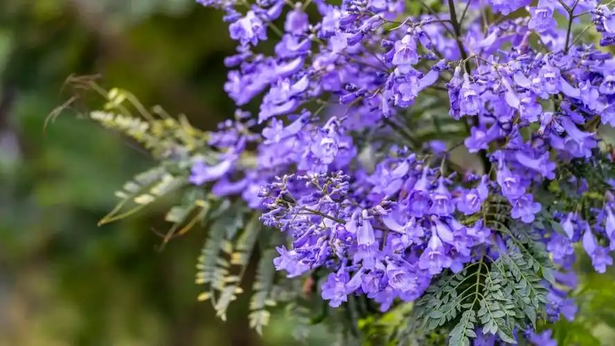 浪漫蓝花楹正在派送,请准备签收哦!