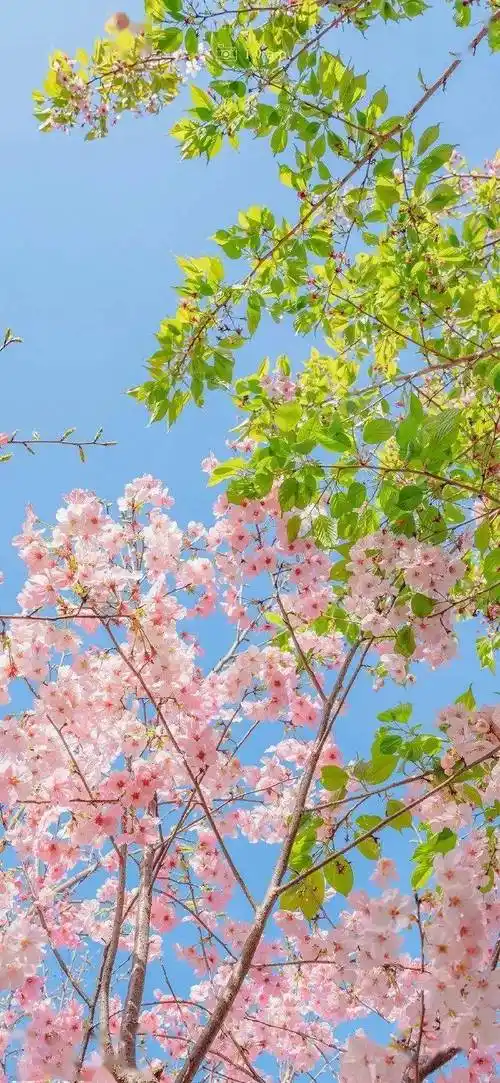 壁纸| 清新氛围感全屏壁纸