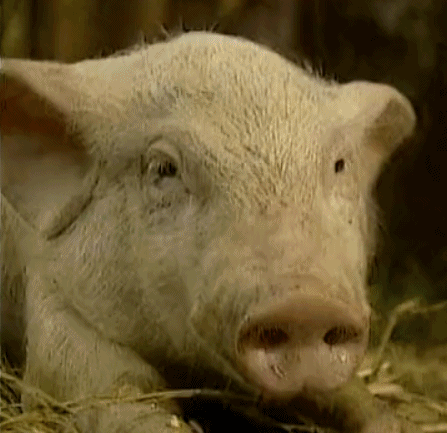 春光灿烂猪八戒猪电视剧soogif出品soogifgif动图_动态图_表情包下载