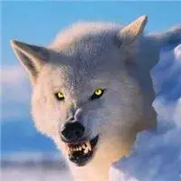 血狼最霸气凶残的图片点击鼠标右键下载