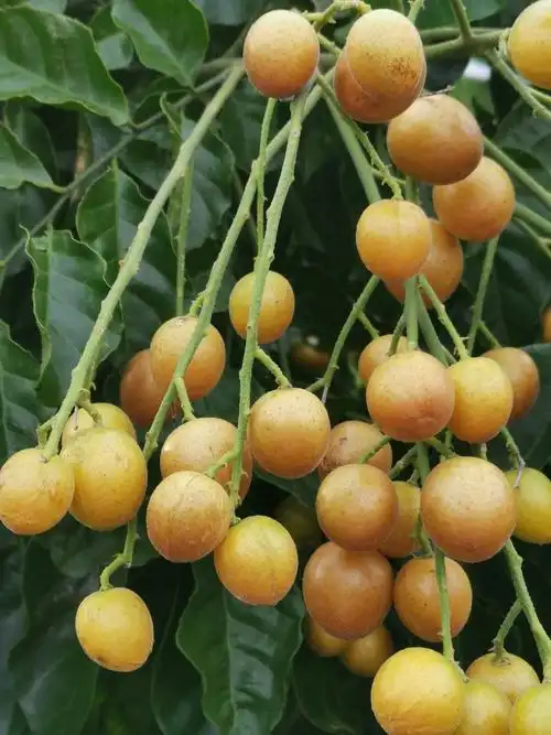 2018--2019郑生黄皮果园变形记(天道酬勤篇)