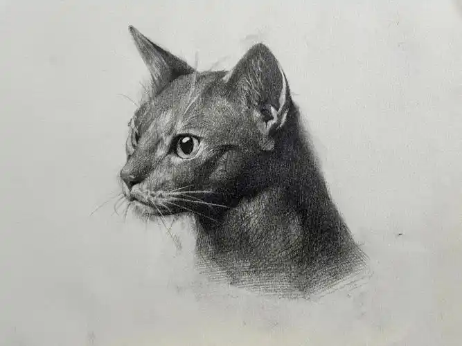 素描动物猫咪步骤图分享