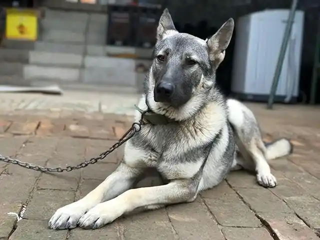 攻击力十足的5大"狼狗",你敢养吗?|狼犬|哈士奇|狗狗|工作犬_网易订阅