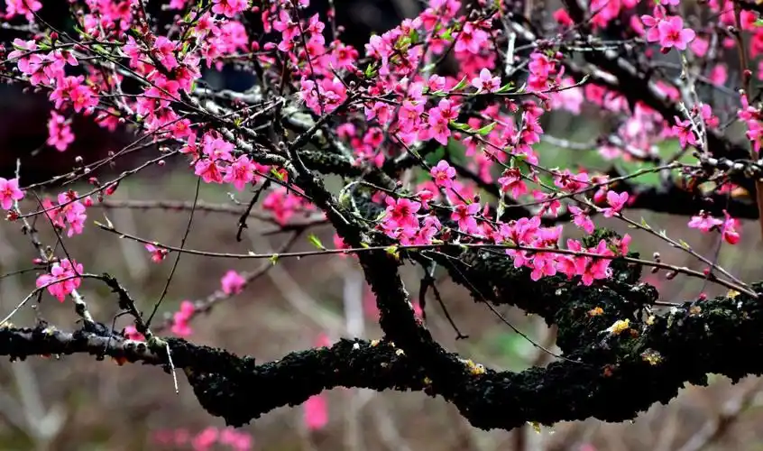 吴林仙人洞桃花节开幕,带你畅游十里桃花仙境!